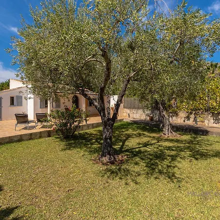 Les Oliveres Petites De Un Pollensa