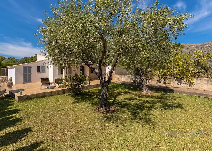 Les Oliveres Petites De Un Pollenca